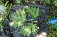 Thumbnail IMG_3113.JPG 