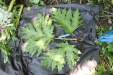 Thumbnail IMG_3114.JPG 