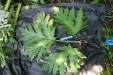 Thumbnail IMG_3115.JPG 
