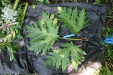 Thumbnail IMG_3116.JPG 