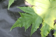 Thumbnail IMG_3117.JPG 
