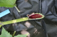 Thumbnail IMG_3118.JPG 