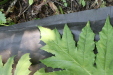 Thumbnail IMG_3120.JPG 