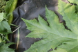 Thumbnail IMG_3121.JPG 