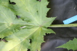 Thumbnail IMG_3122.JPG 