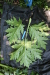 Thumbnail IMG_3123.JPG 