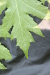 Thumbnail IMG_3124.JPG 