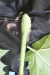 Thumbnail IMG_3125.JPG 