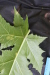 Thumbnail IMG_3126.JPG 