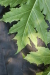 Thumbnail IMG_3127.JPG 