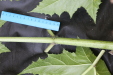 Thumbnail IMG_3130.JPG 