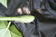Thumbnail IMG_3131.JPG 