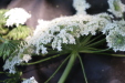 Thumbnail IMG_3132.JPG 