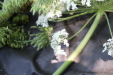 Thumbnail IMG_3133.JPG 