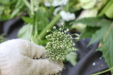 Thumbnail IMG_3136.JPG 