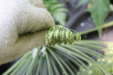 Thumbnail IMG_3137.JPG 