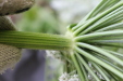 Thumbnail IMG_3138.JPG 