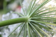 Thumbnail IMG_3141.JPG 