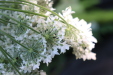 Thumbnail IMG_3142.JPG 