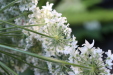 Thumbnail IMG_3143.JPG 
