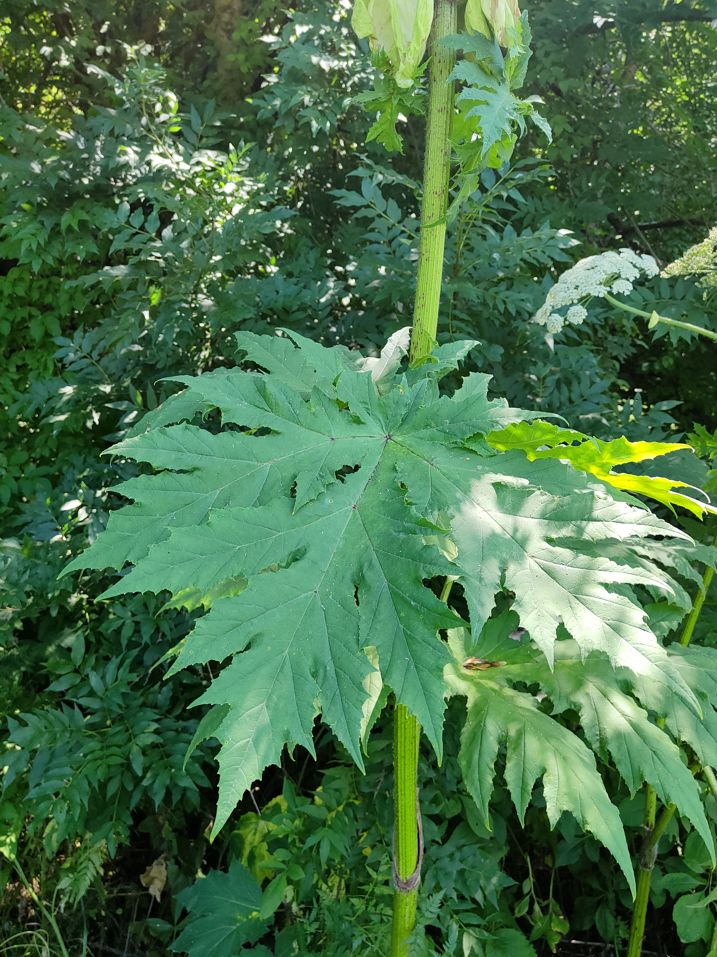 IMG20220707120935.jpg 