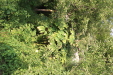 Thumbnail IMG_3235.JPG 