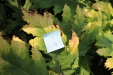Thumbnail IMG_3239.JPG 