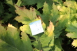 Thumbnail IMG_3240.JPG 