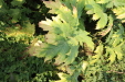 Thumbnail IMG_3241.JPG 