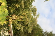 Thumbnail IMG_3243.JPG 