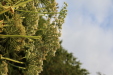 Thumbnail IMG_3244.JPG 