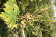 Thumbnail IMG_3245.JPG 