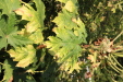 Thumbnail IMG_3246.JPG 