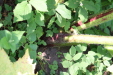 Thumbnail IMG_3247.JPG 