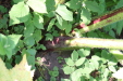Thumbnail IMG_3248.JPG 