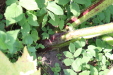 Thumbnail IMG_3249.JPG 
