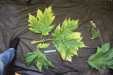 Thumbnail IMG_3251.JPG 