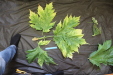 Thumbnail IMG_3252.JPG 