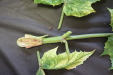 Thumbnail IMG_3253.JPG 