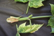 Thumbnail IMG_3254.JPG 