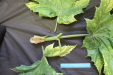 Thumbnail IMG_3255.JPG 