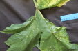 Thumbnail IMG_3256.JPG 