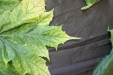 Thumbnail IMG_3257.JPG 