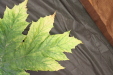 Thumbnail IMG_3258.JPG 