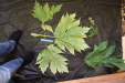 Thumbnail IMG_3259.JPG 