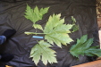 Thumbnail IMG_3260.JPG 