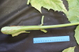 Thumbnail IMG_3261.JPG 