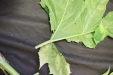 Thumbnail IMG_3262.JPG 