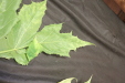 Thumbnail IMG_3263.JPG 