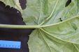 Thumbnail IMG_3264.JPG 